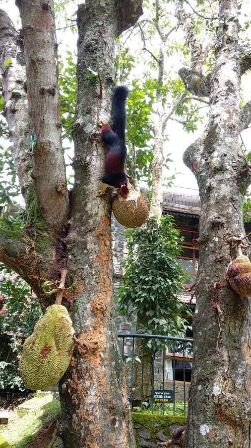 Bed and Breakfast Wildernest Thekkady Exterior foto